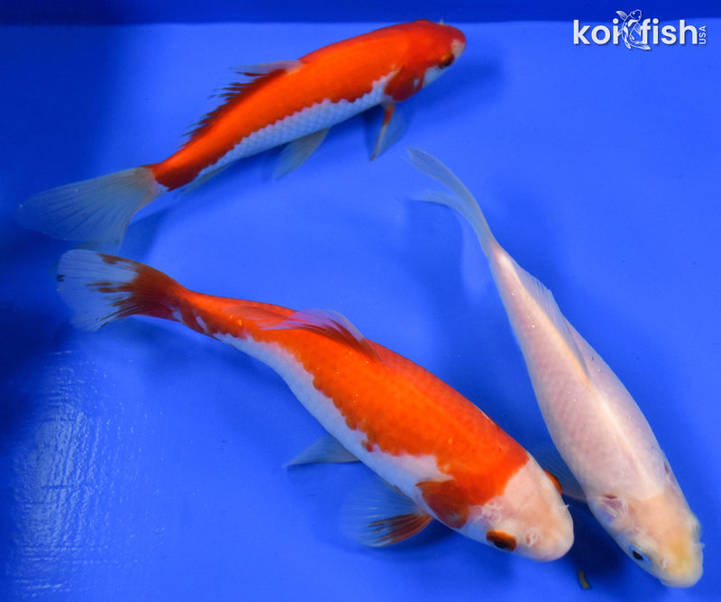 EXACT FISH - LOT OF (3) 4-6" SARASA GOLDFISH