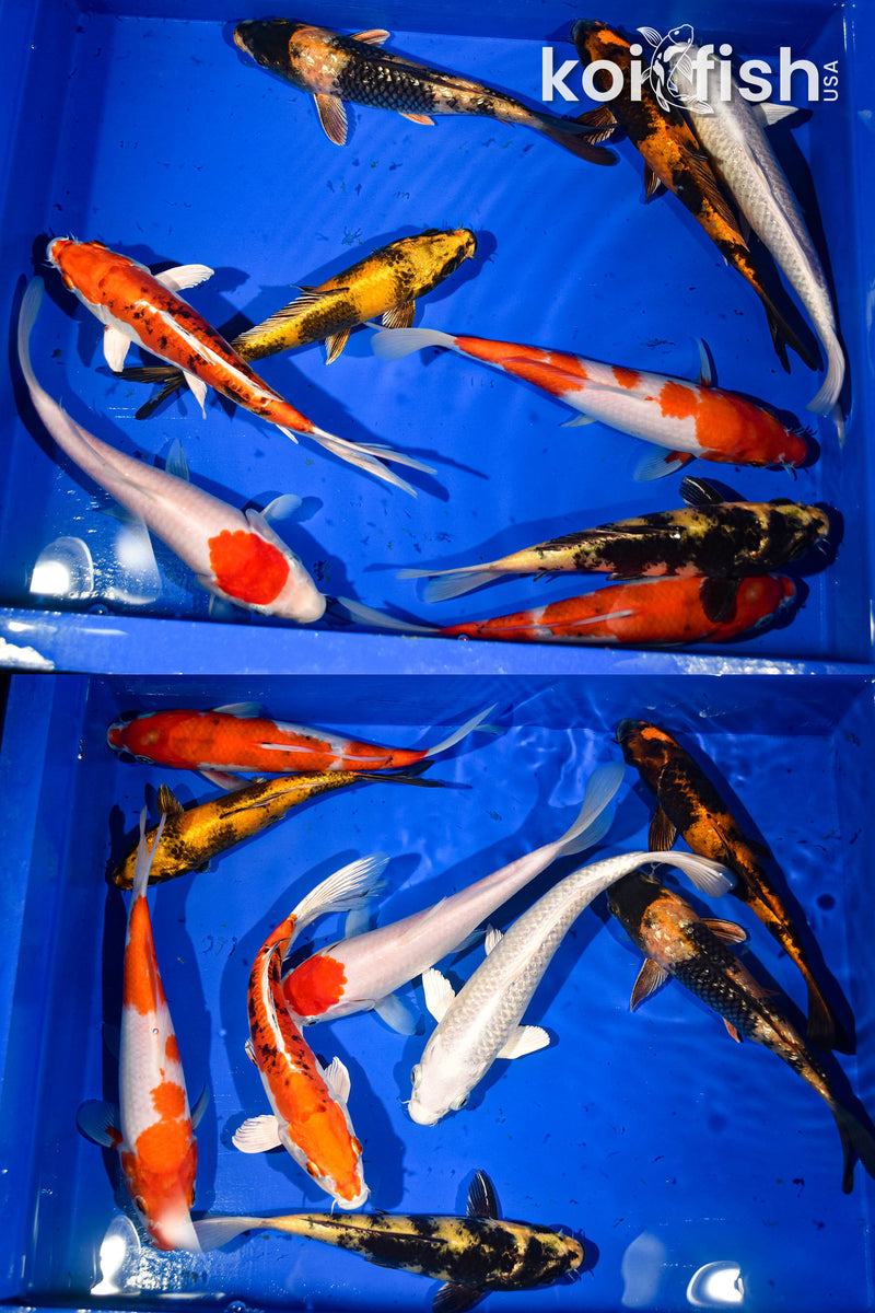 (8) 7-8" STANDARD FIN KOI