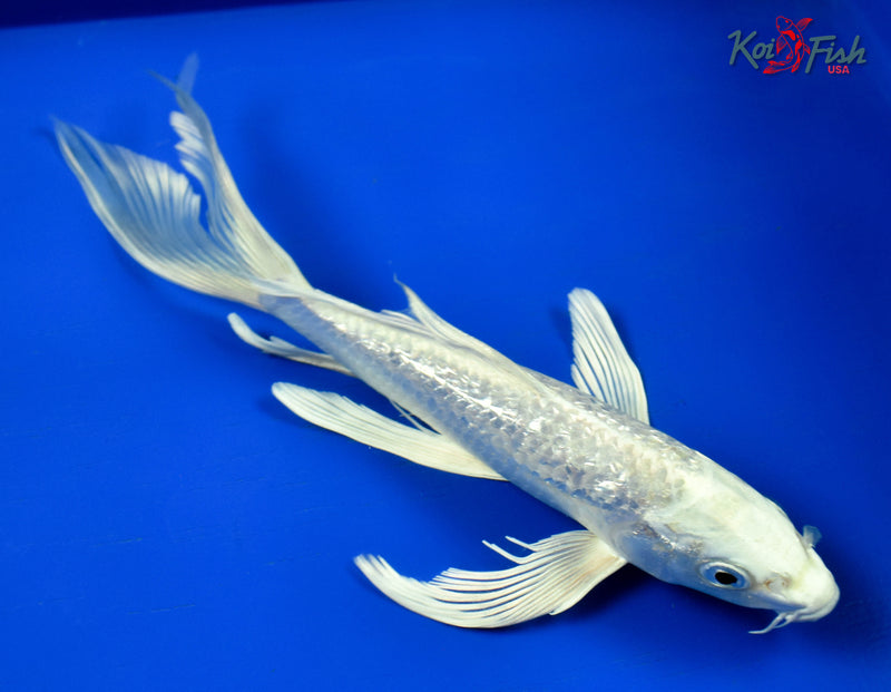 9.5" GINRIN PLATINUM OGON BUTTERFLY