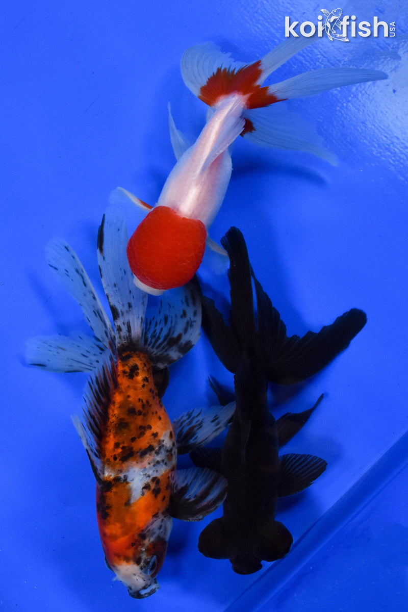 Exact Fish - Lot of (3) 4-6" Fantail Goldfish