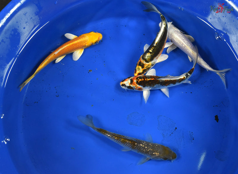 KOI PACK