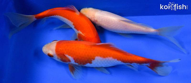 EXACT FISH - LOT OF (3) 4-6" SARASA GOLDFISH