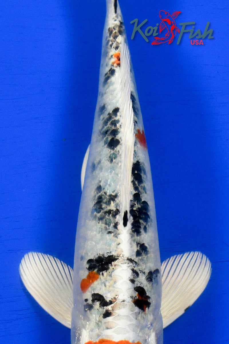 9.5" YAMATO NISHIKI