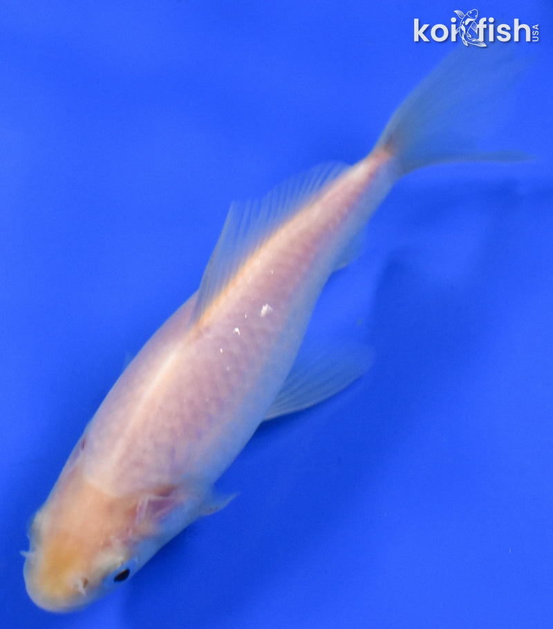 EXACT FISH - LOT OF (3) 4-6" SARASA GOLDFISH