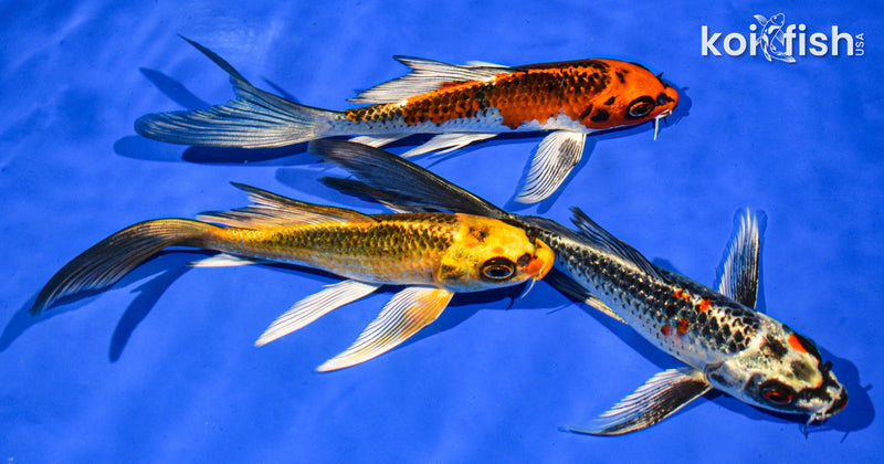 PACK OF (3) 6-7" BUTTERFLY KOI