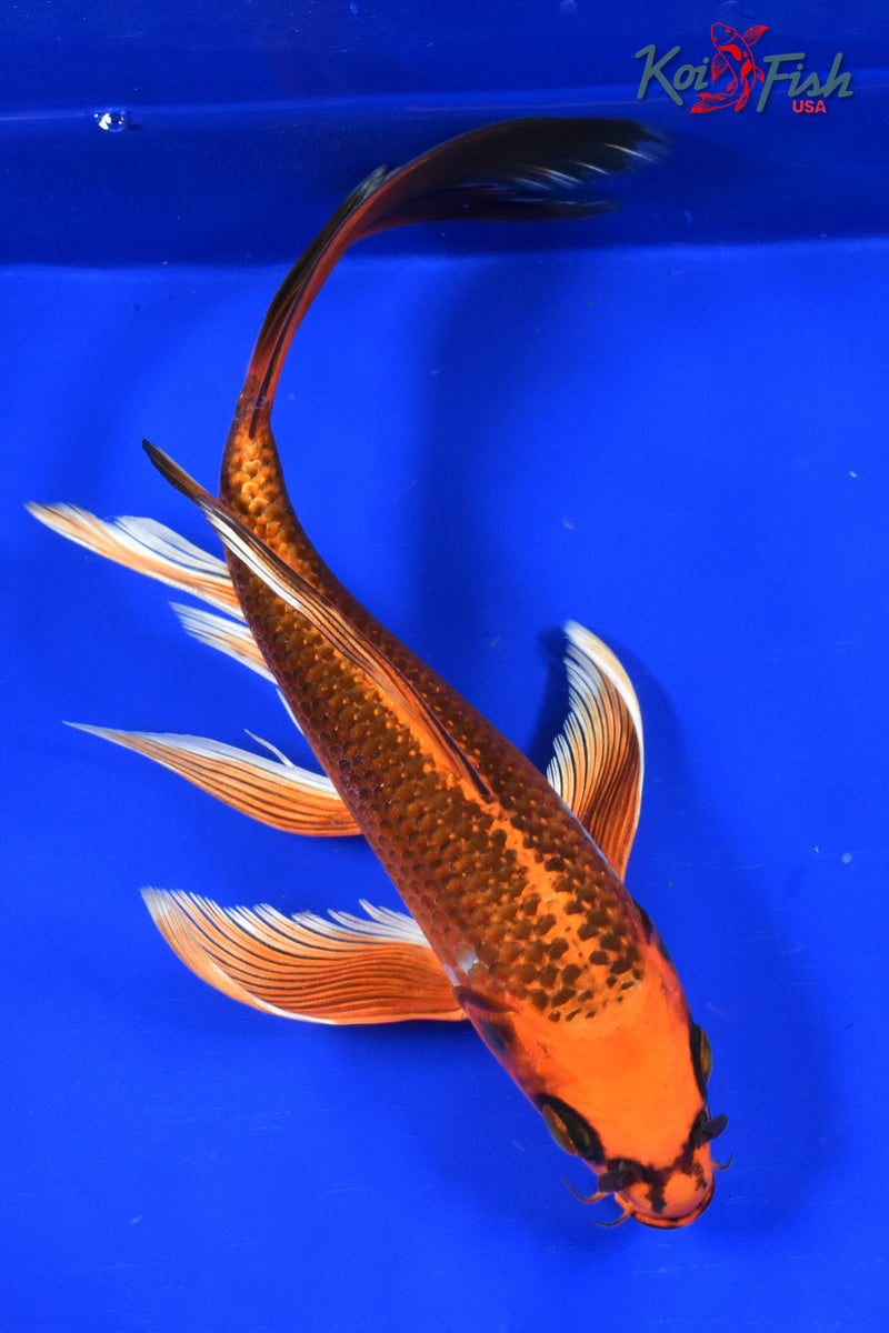 9.5" ORENJI MATSUBA BUTTERFLY