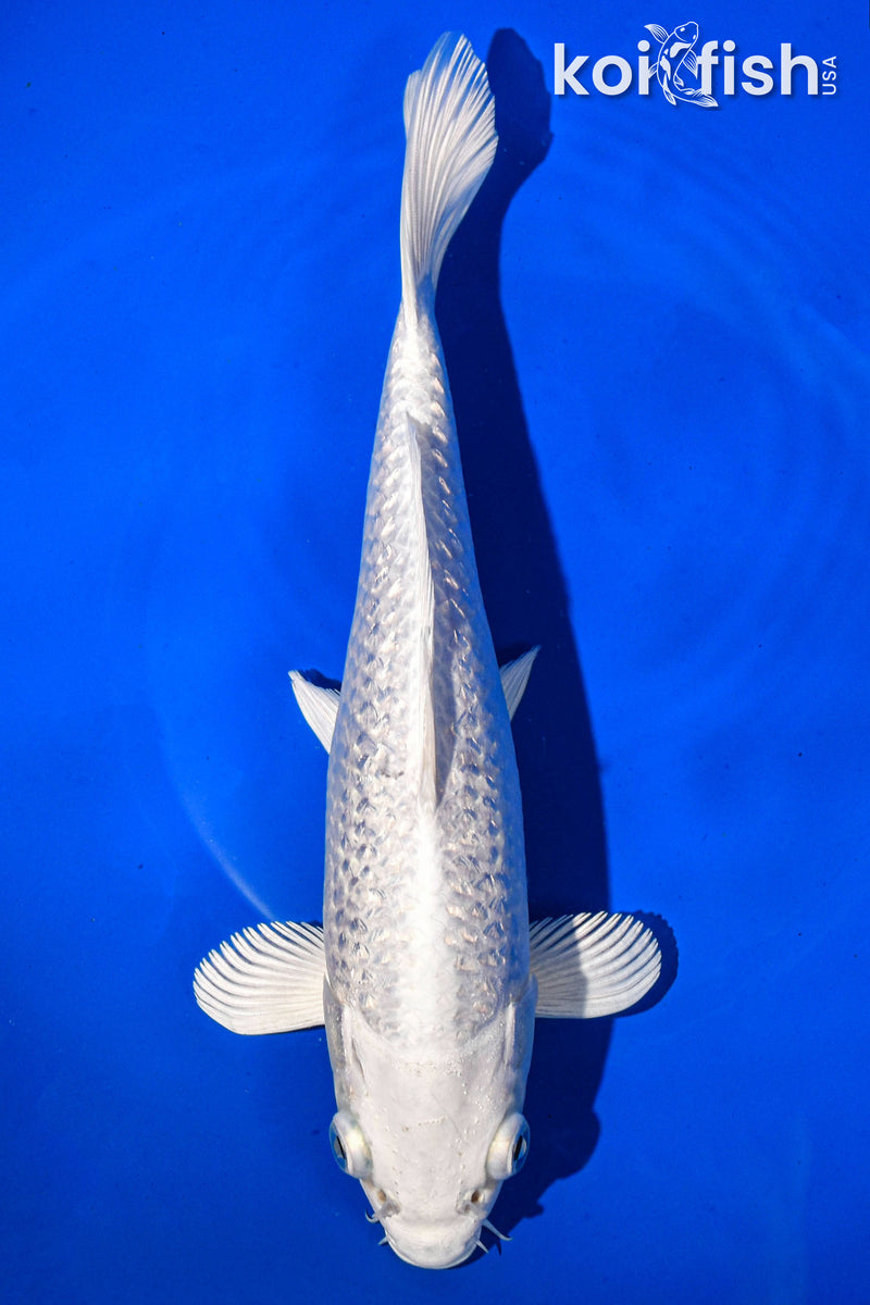 9.5" GINRIN PLATINUM OGON