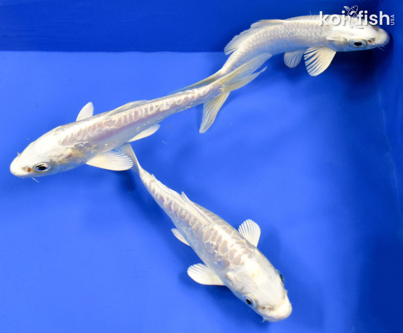 EXACT FISH - LOT OF (3) 5-6" STANDARD KOI