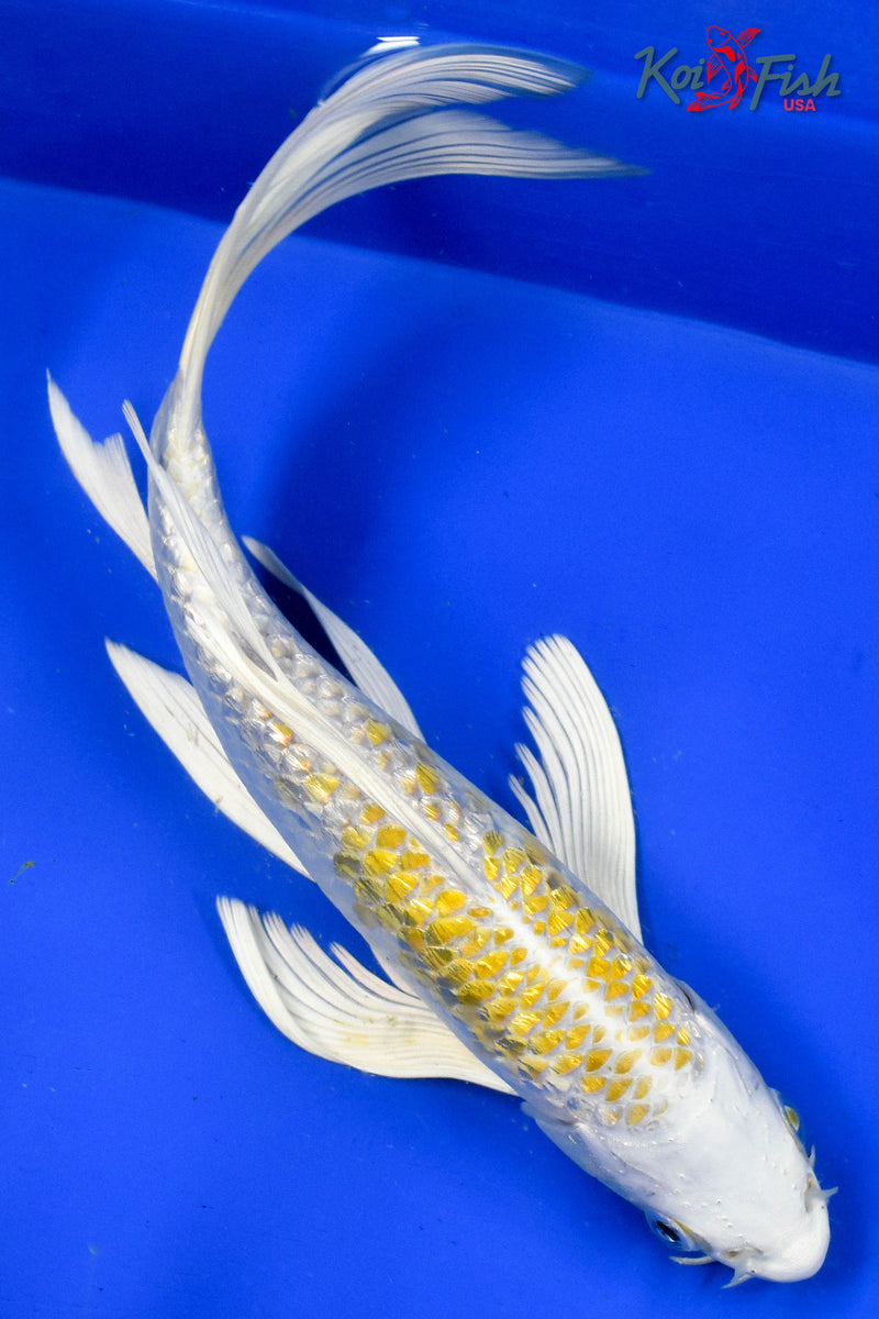 9" GINRIN HARIWAKE BUTTERFLY