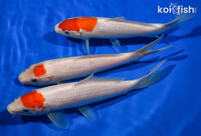 (3) 6-7" STANDARD KOI