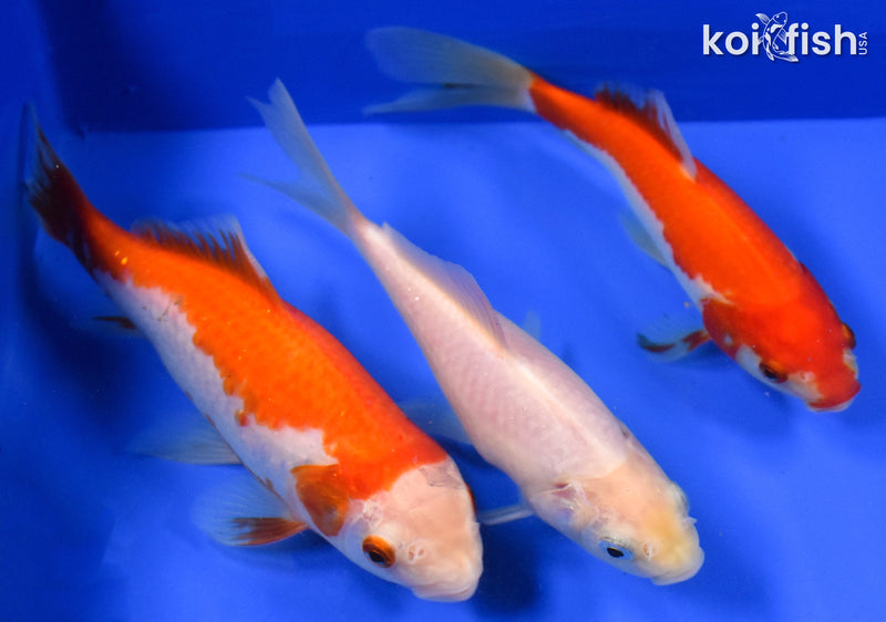 EXACT FISH - LOT OF (3) 4-6" SARASA GOLDFISH