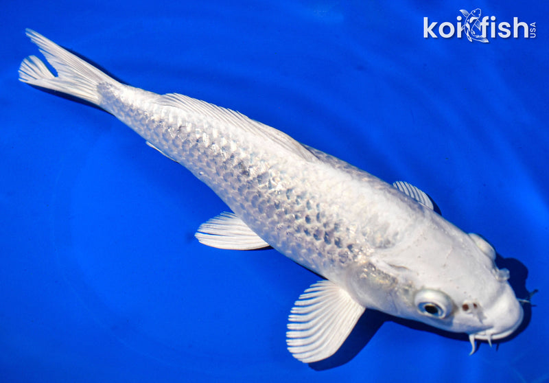 9.5" GINRIN PLATINUM OGON