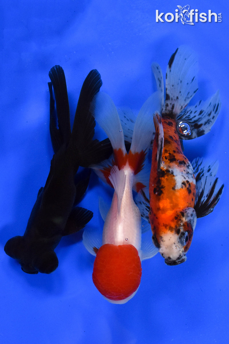 Exact Fish - Lot of (3) 4-6" Fantail Goldfish