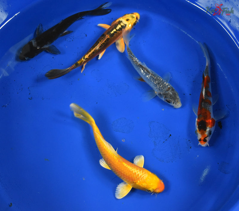 KOI PACK