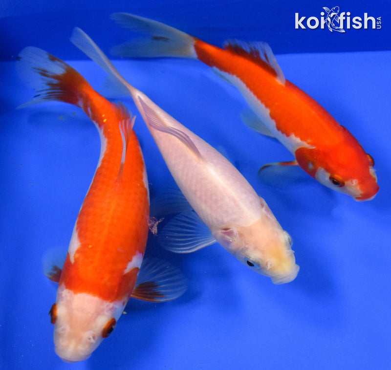 EXACT FISH - LOT OF (3) 4-6" SARASA GOLDFISH