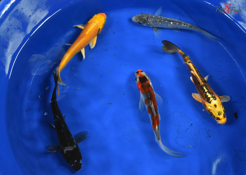 KOI PACK