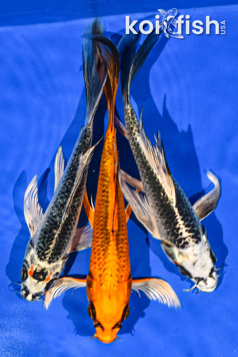 PACK OF (3) 6-7" BUTTERFLY KOI