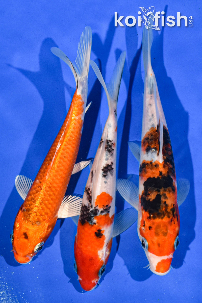 (3) 6-7" STANDARD KOI