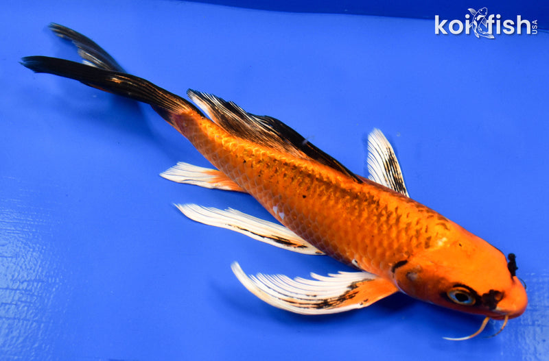 9.5" ORENJI MATSUBA BUTTERFLY