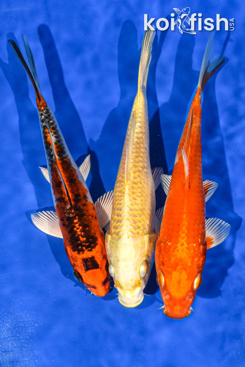 PACK OF (3) 5-6" STANDARD KOI