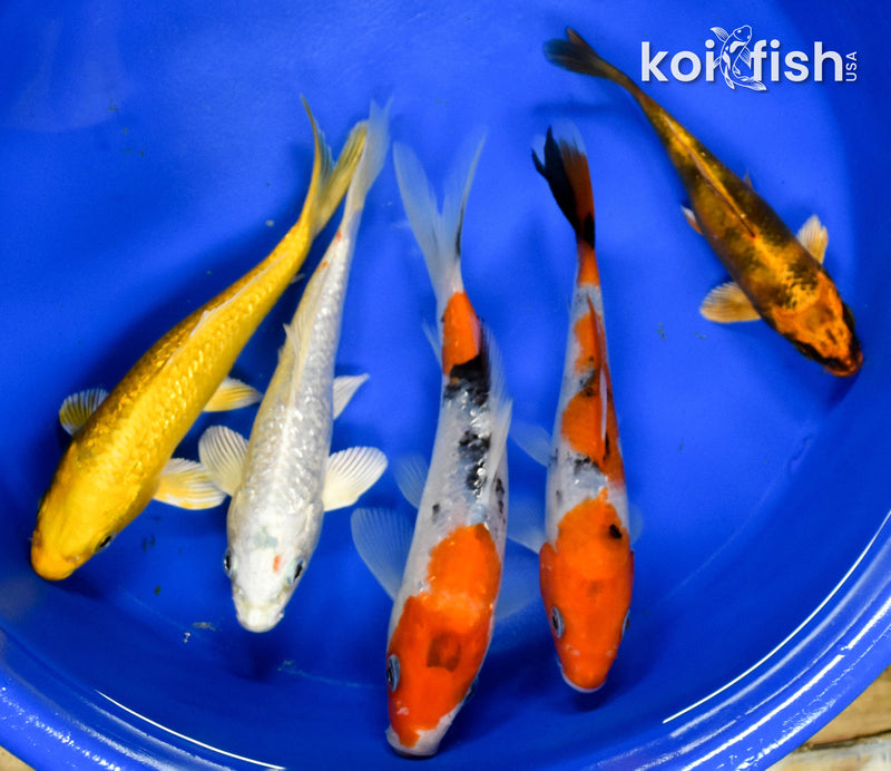 Exact Fish - Lot of (5) Assorted 4-6" Koi