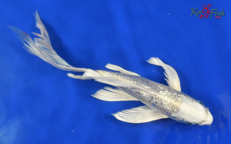 9.5" GINRIN PLATINUM OGON BUTTERFLY