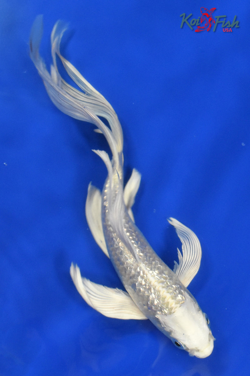 9.5" GINRIN PLATINUM OGON BUTTERFLY