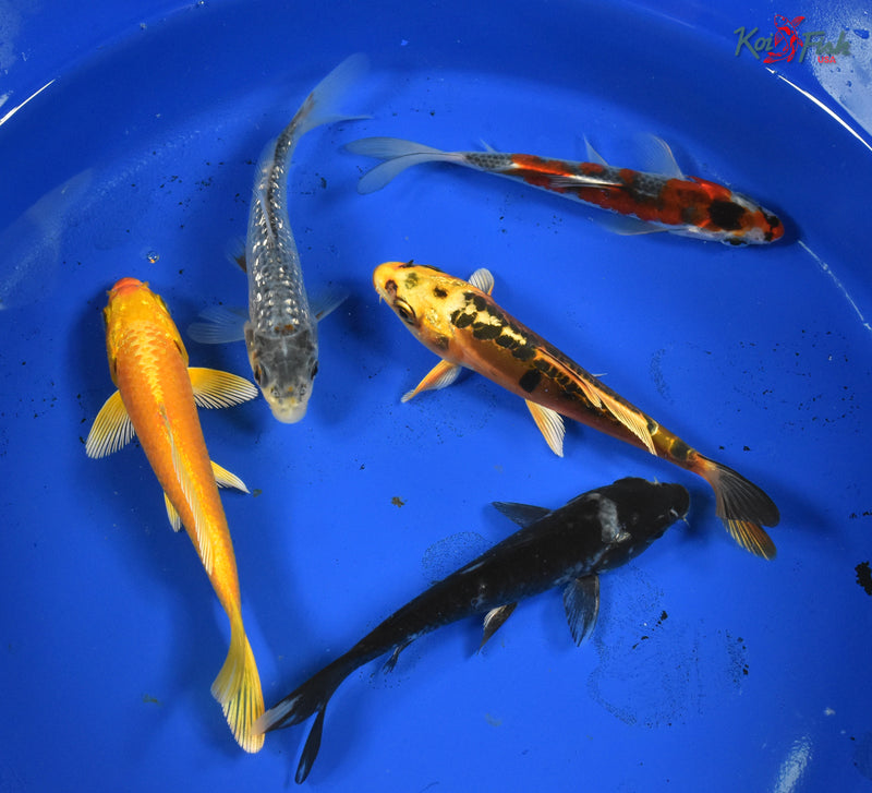 KOI PACK