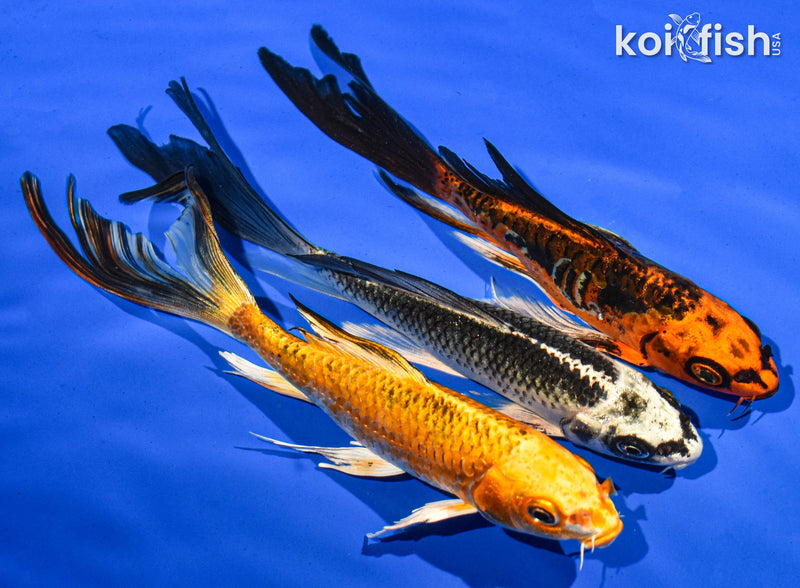 (3) 7-8" BUTTERFLY KOI