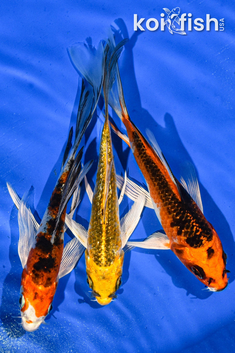 Pack of (3) 5-6" Butterfly Koi