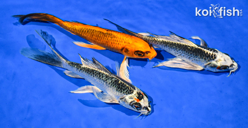 PACK OF (3) 6-7" BUTTERFLY KOI