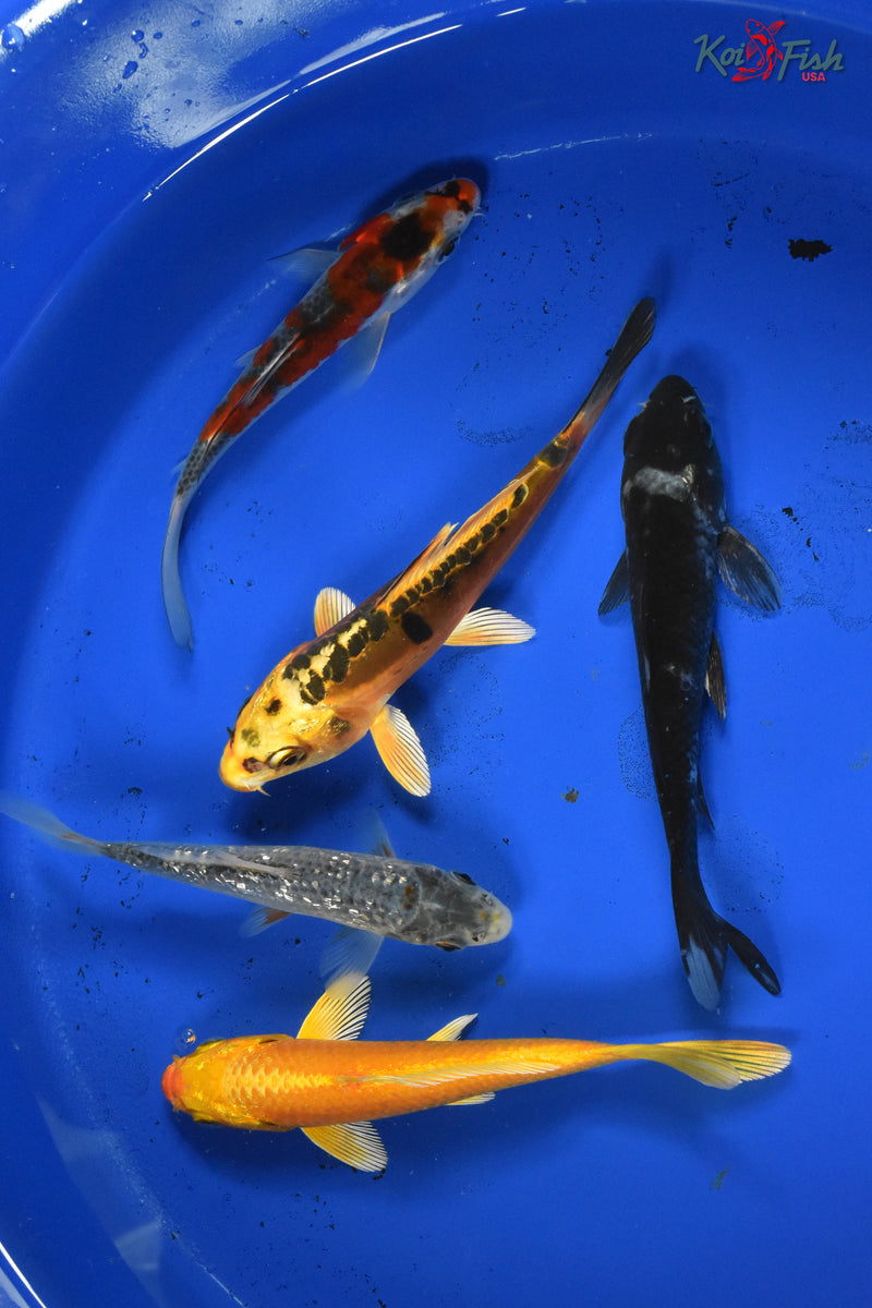 KOI PACK