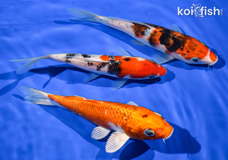 (3) 6-7" STANDARD KOI