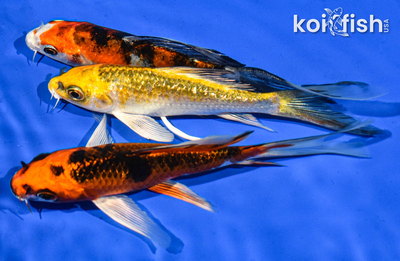 Pack of (3) 5-6" Butterfly Koi