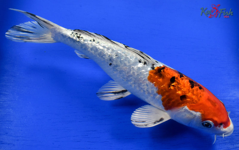 9" GINRIN YAMATO NISHIKI