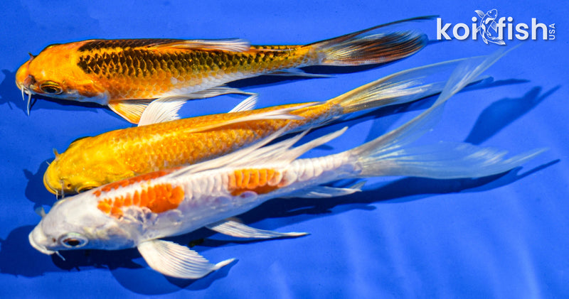 (3) 4-6" BUTTERFLY KOI