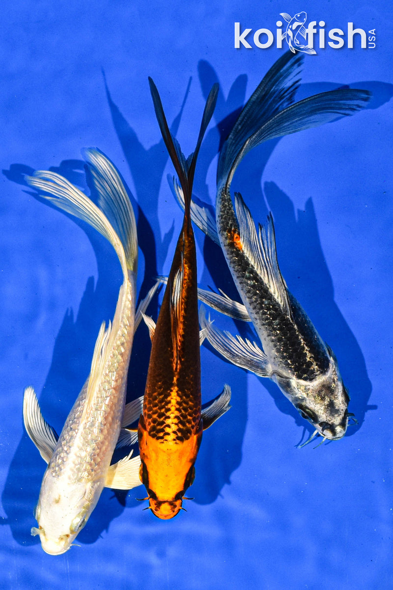 PACK OF (3) 6-7" BUTTERFLY KOI