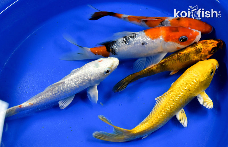 Exact Fish - Lot of (5) Assorted 4-6" Koi