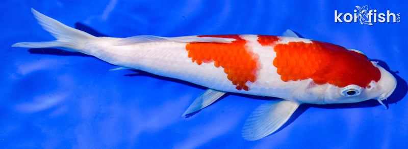 9" KOHAKU