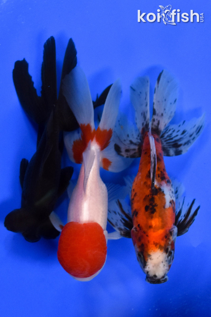 Exact Fish - Lot of (3) 4-6" Fantail Goldfish