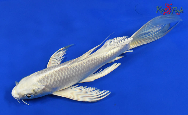 9.5" PLATINUM OGON BUTTERFLY