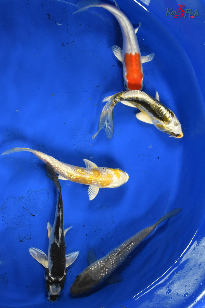 KOI PACK