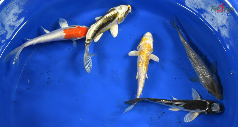 KOI PACK