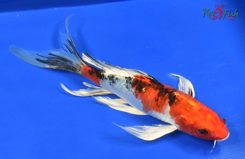 9" YAMATO NISHIKI BUTTERFLY