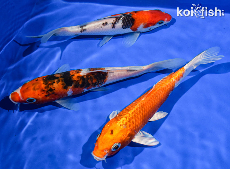 (3) 6-7" STANDARD KOI