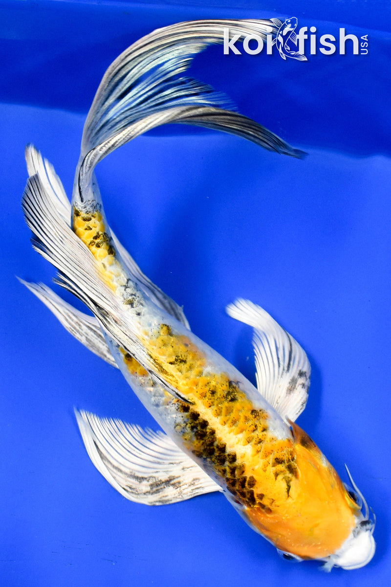 9" YAMATO NISHIKI BUTTERFLY