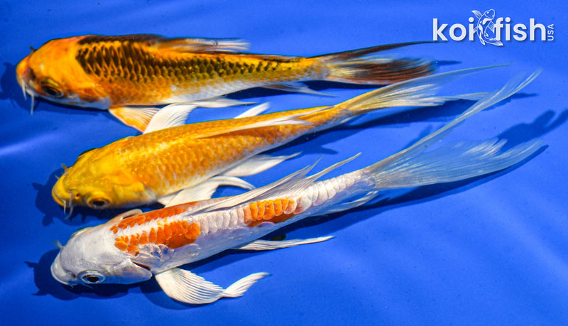 (3) 4-6" BUTTERFLY KOI