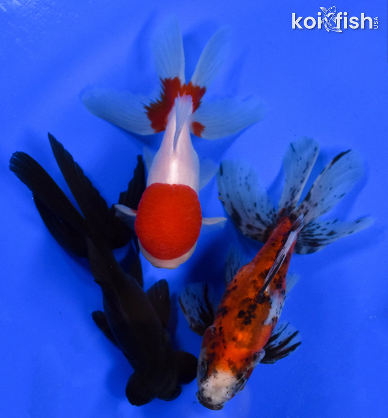 Exact Fish - Lot of (3) 4-6" Fantail Goldfish