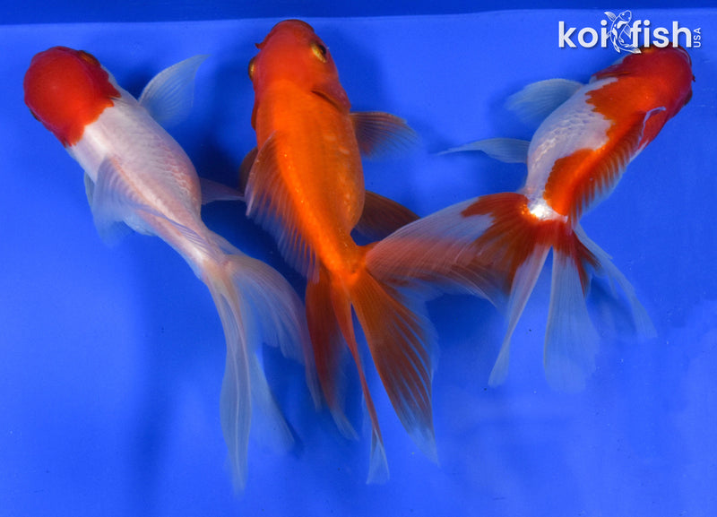 EXACT FISH - LOT OF (3) 4-6" FANTAIL GOLDFISH