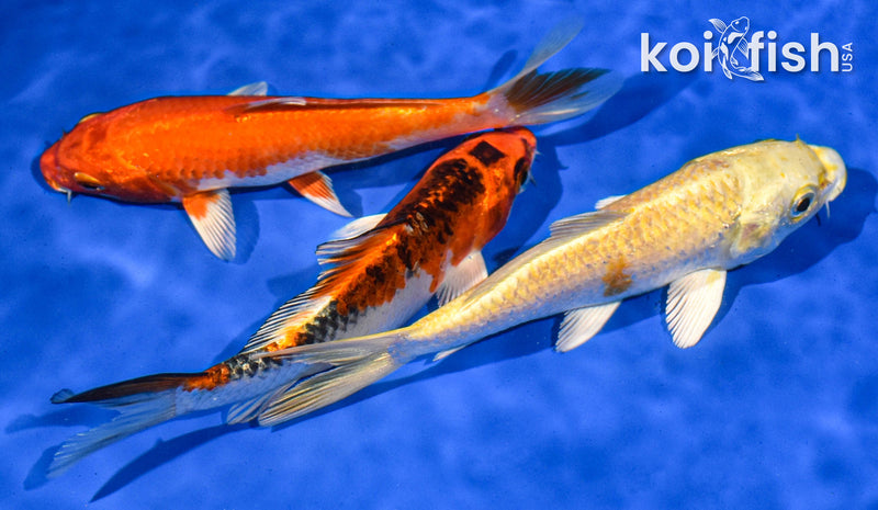 PACK OF (3) 5-6" STANDARD KOI